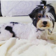 Подробнее об объявлении «Анапа Пропала собака» Фото: пропала собака  «Анапа Пропала собака» в г. Анапа