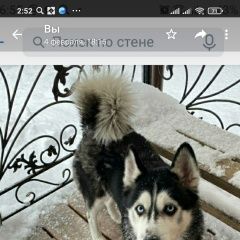 Подробнее об объявлении «Пропала собака хаски Санкт-Петербург» Фото: пропала собака  «Пропала собака хаски Санкт-Петербург» в г. Санкт-Петербург