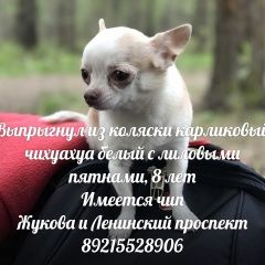 Подробнее об объявлении «Пропала собака кобель Санкт-Петербург» Фото: пропала собака Чихуахуа «Пропала собака кобель Санкт-Петербург» в г. Санкт-Петербург