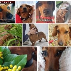 Подробнее об объявлении «Пропала собака кобель такса Москва» Фото: пропала собака Такса «Пропала собака кобель такса Москва» в г. Москва