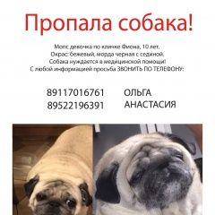 Подробнее об объявлении «Пропала собака ночью 1.03 в красносельский р-не Санкт-Петербург» Фото: пропала собака Мопс «Пропала собака ночью 1.03 в красносельский р-не...» в г. Санкт-Петербург