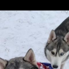 Подробнее об объявлении «Пропала собака 2 хаски Самара» Фото: пропала собака Сибирская хаски «Пропала собака 2 хаски Самара» в г. Самара