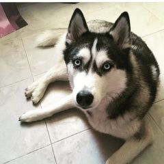 Подробнее об объявлении «Подольск Пропала собака хаски» Фото: пропала собака Сибирская хаски «Подольск Пропала собака хаски» в г. Подольск