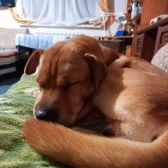 Подробнее об объявлении «Пропала собака друзья прошу помощи Лаишево» Фото: пропала собака  «Пропала собака друзья прошу помощи Лаишево» в г. Лаишево