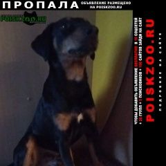 Подробнее об объявлении «Барнаул Пропала собака кобель ягтерьер мальчик» Фото: пропала собака Ягд-терьер «Барнаул Пропала собака кобель ягтерьер мальчик» в г. Барнаул