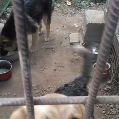 Подробнее об объявлении «Пропала собака кобель фрунзенский район. Санкт-Петербург» Фото: пропала собака  «Пропала собака кобель фрунзенский район....» в г. Санкт-Петербург