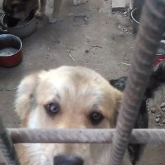 Подробнее об объявлении «Пропала собака кобель пёс.салова прогонная грузинская у Санкт-Петербург» Фото: пропала собака  «Пропала собака кобель пёс.салова прогонная...» в г. Санкт-Петербург