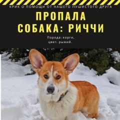 Подробнее об объявлении «Пропала собака кобель корги Красноармейск (Московская обл.)» Фото: пропала собака Вельш корги «Пропала собака кобель корги Красноармейск...» в г. Красноармейск (Московская обл.)