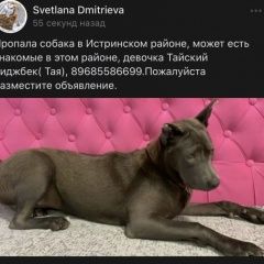 Подробнее об объявлении «Пропала собака тайский риджбек (самка) Истра» Фото: пропала собака  «Пропала собака тайский риджбек (самка) Истра» в г. Истра