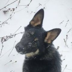 Подробнее об объявлении «Пропала собака английский сеттер и немецкая овчарка Нижний Новгород» Фото: пропала собака Немецкая овчарка «Пропала собака английский сеттер и немецкая...» в г. Нижний Новгород