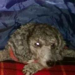 Подробнее об объявлении «Бронницы Пропала собака» Фото: пропала собака Пудель «Бронницы Пропала собака» в г. Бронницы