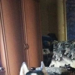 Подробнее об объявлении «Пропала собака в районе улицы королёва Хабаровск» Фото: пропала собака Сибирская хаски «Пропала собака в районе улицы королёва Хабаровск» в г. Хабаровск