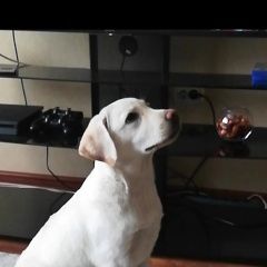 Подробнее об объявлении «Омск Пропала собака помогите найти.» Фото: пропала собака Лабрадор ретривер «Омск Пропала собака помогите найти.» в г. Омск