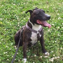 Подробнее об объявлении «Пропала собака кобель Санкт-Петербург» Фото: пропала собака Американский стаффордширский терьер «Пропала собака кобель Санкт-Петербург» в г. Санкт-Петербург