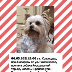 Подробнее об объявлении «Краснодар Пропала собака кобель йоркширский терьер, кабель.» Фото: пропала собака Йоркширский терьер «Краснодар Пропала собака кобель йоркширский...» в г. Краснодар