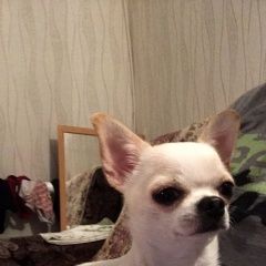 Подробнее об объявлении «Пропала собака породы чихуахуа Нижний Новгород» Фото: пропала собака Чихуахуа «Пропала собака породы чихуахуа Нижний Новгород» в г. Нижний Новгород