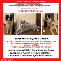 Подробнее об объявлении «Пропала собака кобель Троицк» Фото: пропала собака Сибирская хаски «Пропала собака кобель Троицк» в г. Троицк