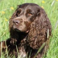 Подробнее об объявлении «Пропала собака русский спаниель. сука. 16 лет Можайск» Фото: пропала собака Русский охотничий спаниель «Пропала собака русский спаниель. сука. 16 лет...» в г. Можайск