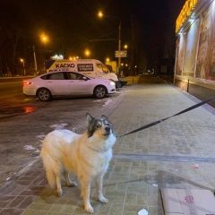 Подробнее об объявлении «Пропала собака вознаграждение за возвращение Воронеж» Фото: пропала собака  «Пропала собака вознаграждение за возвращение...» в г. Воронеж