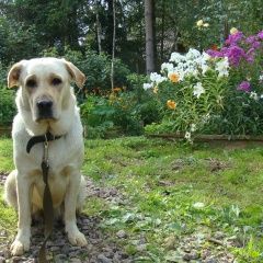 Подробнее об объявлении «Пропала собака спб пр. металлистов лабр Санкт-Петербург» Фото: пропала собака  «Пропала собака спб пр. металлистов лабр...» в г. Санкт-Петербург