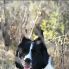 Подробнее об объявлении «Пропала собака Нижний Новгород» Фото: пропала собака  «Пропала собака Нижний Новгород» в г. Нижний Новгород