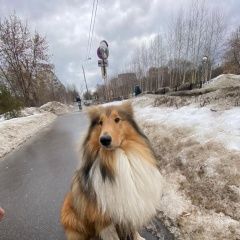 Подробнее об объявлении «Пропала собака кобель Москва» Фото: пропала собака Колли «Пропала собака кобель Москва» в г. Москва