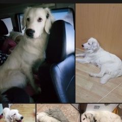 Подробнее об объявлении «Подольск Пропала собака кобель 04.03. 2021.» Фото: пропала собака Английский сеттер «Подольск Пропала собака кобель 04.03. 2021.» в г. Подольск