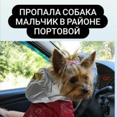Подробнее об объявлении «Ростов-на-Дону Пропала собака кобель умоляем помогите» Фото: пропала собака Йоркширский терьер «Ростов-на-Дону Пропала собака кобель умоляем...» в г. Ростов-на-Дону