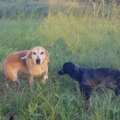 Подробнее об объявлении «Пропала собака гончая и спаниель Самара» Фото: пропала собака Русский охотничий спаниель «Пропала собака гончая и спаниель Самара» в г. Самара