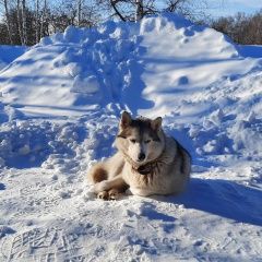 Подробнее об объявлении «Пропала собака хаски герда, помогите найти. Брянск» Фото: пропала собака Сибирская хаски «Пропала собака хаски герда, помогите найти. Брянск» в г. Брянск