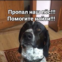 Подробнее об объявлении «Краснодар Пропала собака кобель в хуторе ленина» Фото: пропала собака Пойнтер «Краснодар Пропала собака кобель в хуторе ленина» в г. Краснодар