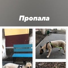 Подробнее об объявлении «Набережные Челны Пропала собака» Фото: пропала собака  «Набережные Челны Пропала собака» в г. Набережные Челны