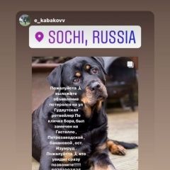 Подробнее об объявлении «Пропала собака потерялась собака Сочи» Фото: пропала собака Ротвейлер «Пропала собака потерялась собака Сочи» в г. Сочи