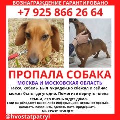 Подробнее об объявлении «Черноголовка Пропала собака кобель такса» Фото: пропала собака Такса «Черноголовка Пропала собака кобель такса» в г. Черноголовка