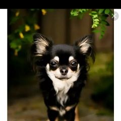 Подробнее об объявлении «Пропала собака кобель Ломоносов» Фото: пропала собака  «Пропала собака кобель Ломоносов» в г. Ломоносов