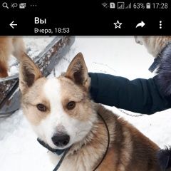 Подробнее об объявлении «Казань Пропала собака кобель лайка, кобель 3года. кличка албай.» Фото: пропала собака Западно-сибирская лайка «Казань Пропала собака кобель лайка, кобель...» в г. Казань