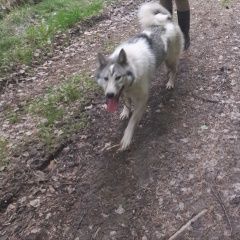 Подробнее об объявлении «Пропала собака попала лайка в е Дегтярск» Фото: пропала собака Западно-сибирская лайка «Пропала собака попала лайка в е Дегтярск» в г. Дегтярск