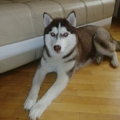 Подробнее об объявлении «Волгодонск Пропала собака хаски, окрас коричневый» Фото: пропала собака Сибирская хаски «Волгодонск Пропала собака хаски, окрас коричневый» в г. Волгодонск