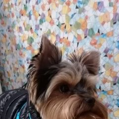 Подробнее об объявлении «Найдена собака кобель Москва» Фото: найдена собака Йоркширский терьер «Найдена собака кобель Москва» в г. Москва