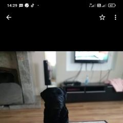 Подробнее об объявлении «Тюмень Пропала собака черные лабрадоры, мальчик и девочка» Фото: пропала собака Лабрадор ретривер «Тюмень Пропала собака черные лабрадоры, мальчик...» в г. Тюмень