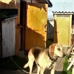 Подробнее об объявлении «Пропала собака кобель Пермь» Фото: пропала собака  «Пропала собака кобель Пермь» в г. Пермь