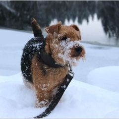 Подробнее об объявлении «Пропала собака Ломоносов» Фото: пропала собака Вельш-терьер «Пропала собака Ломоносов» в г. Ломоносов