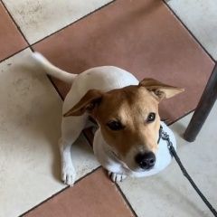 Подробнее об объявлении «Санкт-Петербург Пропала собака кобель» Фото: пропала собака Джек рассел терьер «Санкт-Петербург Пропала собака кобель» в г. Санкт-Петербург