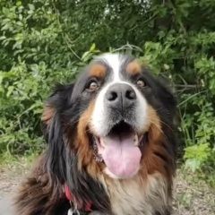 Подробнее об объявлении «Тюмень Пропала собака в р-не оз. цимлянское» Фото: пропала собака Бернская пастушья собака «Тюмень Пропала собака в р-не оз. цимлянское» в г. Тюмень