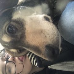 Подробнее об объявлении «Пропала собака кобель шрам на брюшке после операции Санкт-Петербург» Фото: пропала собака Среднеазиатская овчарка «Пропала собака кобель шрам на брюшке после...» в г. Санкт-Петербург