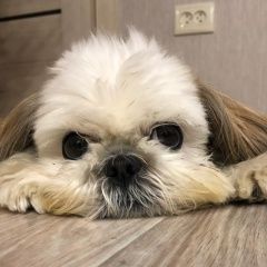 Подробнее об объявлении «Пропала собака ши-тцу Самара» Фото: пропала собака Ши-тцу «Пропала собака ши-тцу Самара» в г. Самара