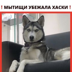 Подробнее об объявлении «Мытищи Пропала собака хаски» Фото: пропала собака Сибирская хаски «Мытищи Пропала собака хаски» в г. Мытищи