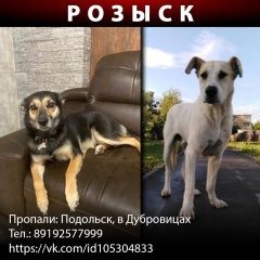Подробнее об объявлении «Подольск Пропала собака дубровицы» Фото: пропала собака  «Подольск Пропала собака дубровицы» в г. Подольск