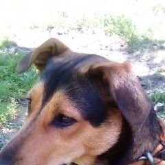 Подробнее об объявлении «Пропала собака верните друга. Венев» Фото: пропала собака  «Пропала собака верните друга. Венев» в г. Венев