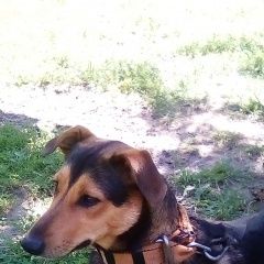 Подробнее об объявлении «Пропала собака верните друга Венев» Фото: пропала собака  «Пропала собака верните друга Венев» в г. Венев